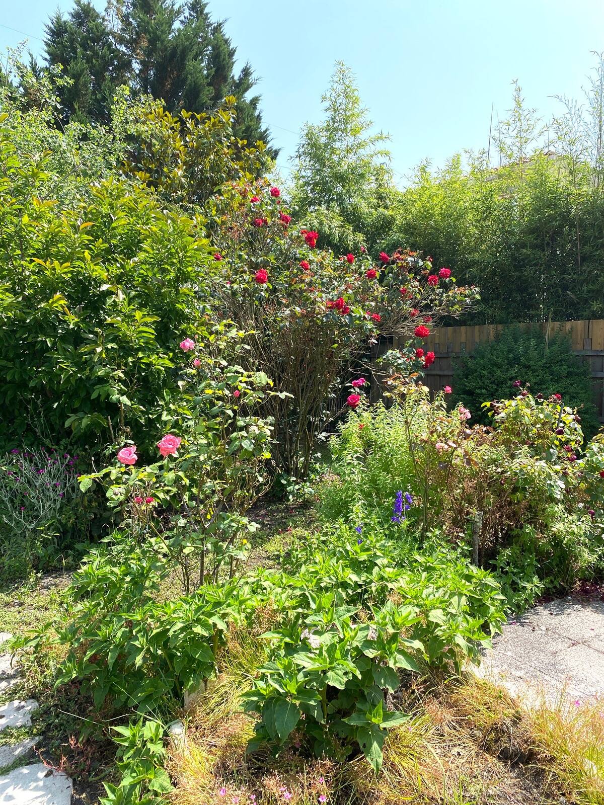 Massifs fleuris et végétation du jardin de la maison, Pessac
