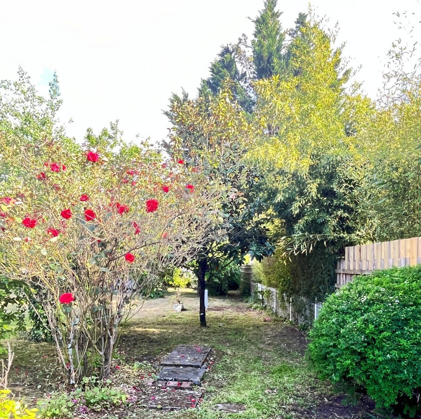 Fond du terrain arboré avec rosier en fleurs, maison à Pessac