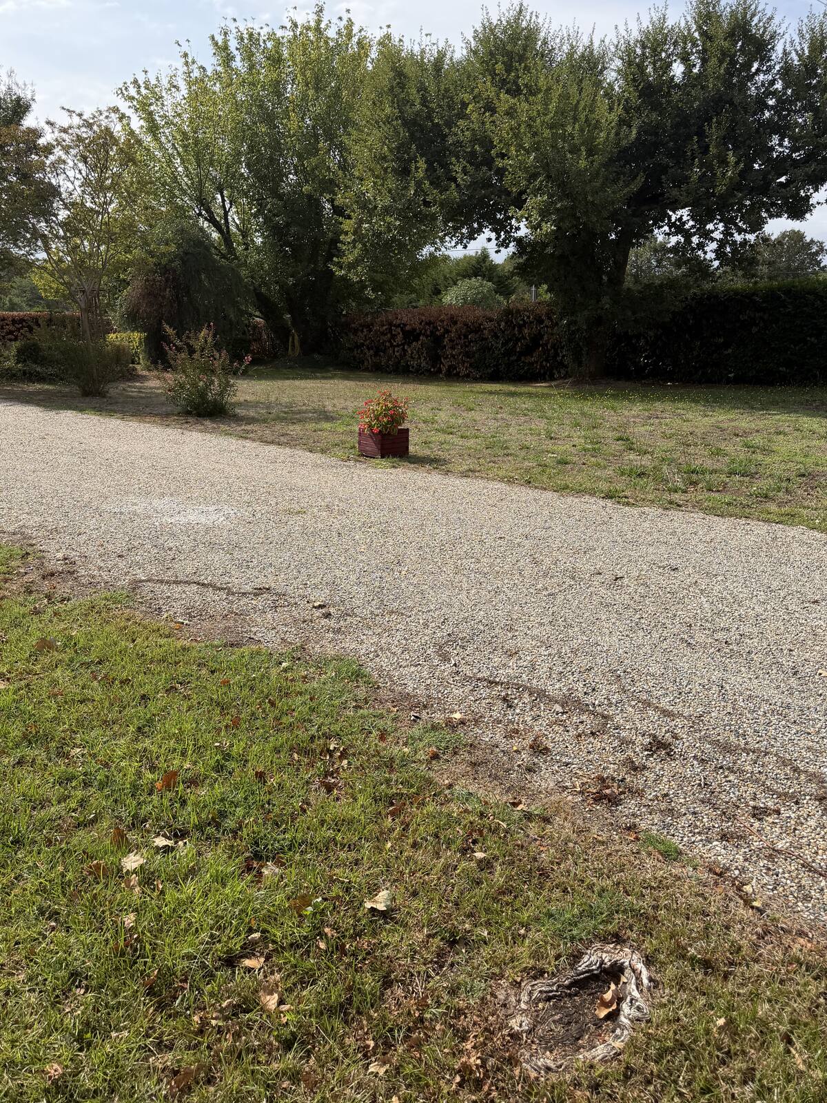 Allée gravillonnée bordée d'une haie taillée et d'arbres, terrain à Pessac