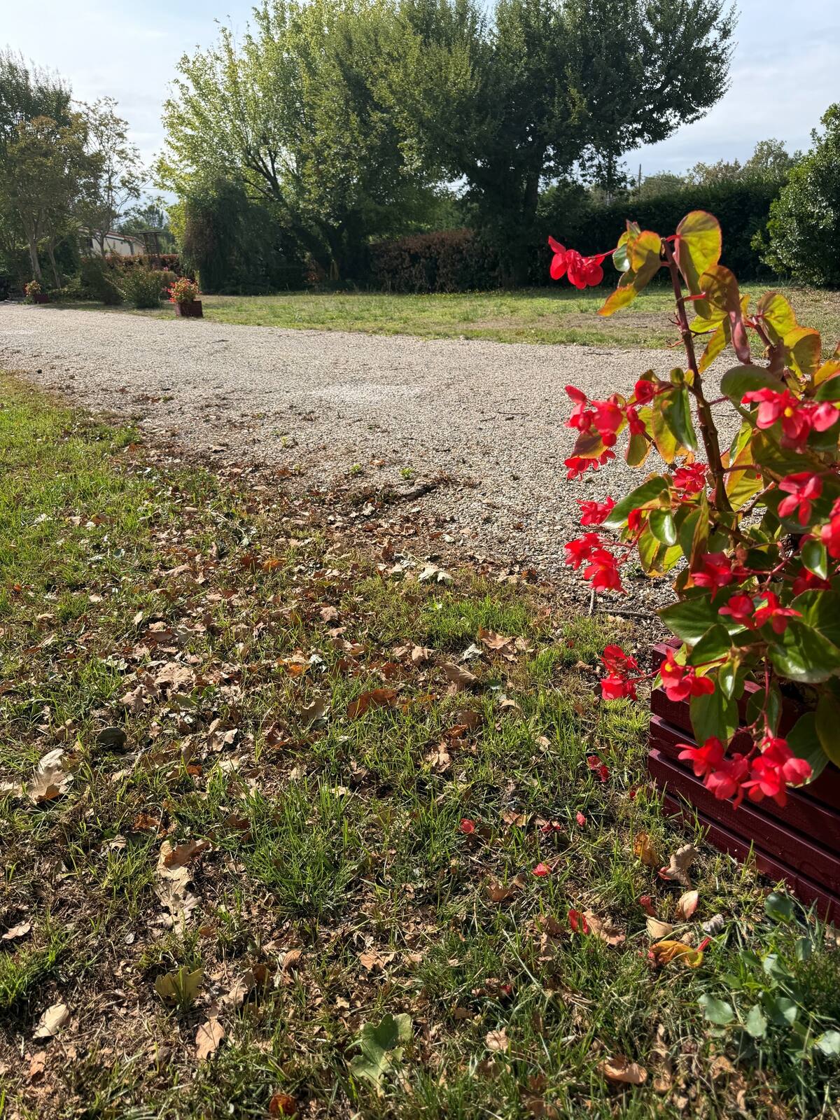 Bégonias en fleurs le long de l'allée du terrain à Pessac